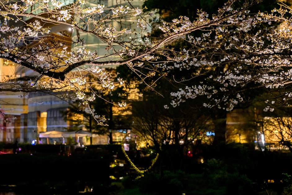 池の中心に位置するハート型のパブリックアートと夜桜