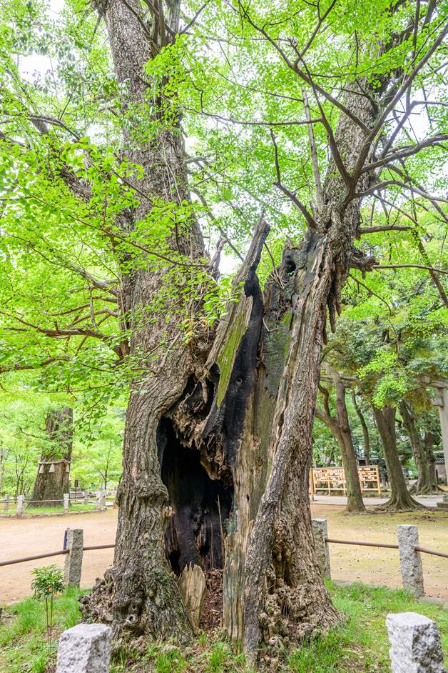 A giant ginkgo tree, estimated to be 450 years old, with scorch marks still visible