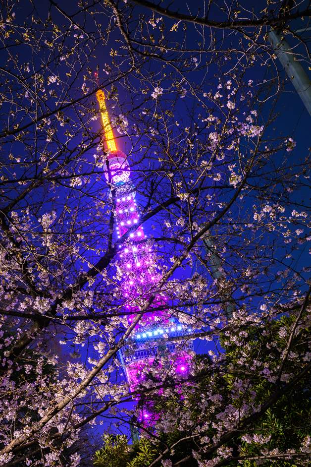 芝公園集会広場から夜桜と東京タワーを撮影