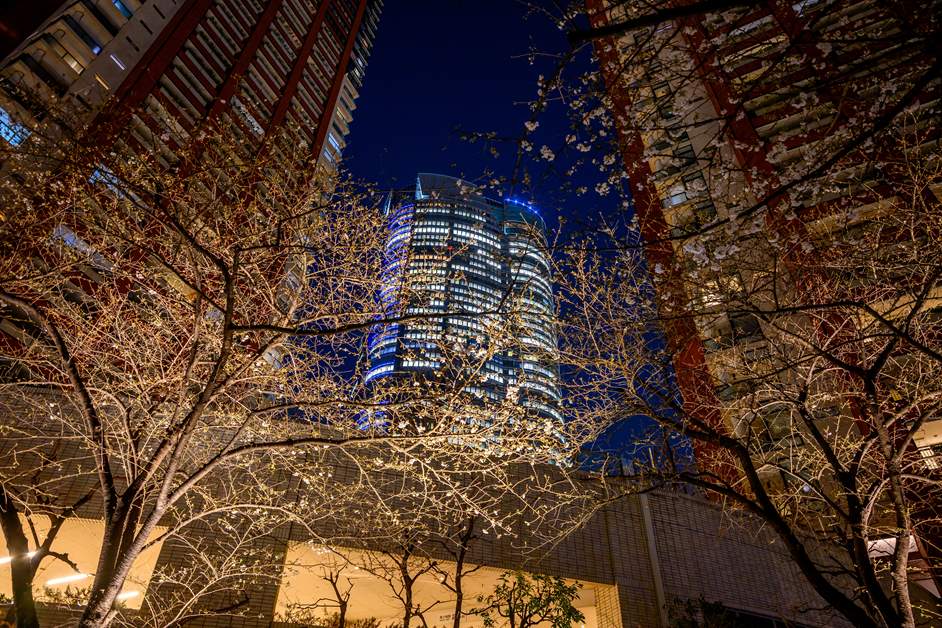 夜桜と六本木ヒルズ森タワーのコラボレーション