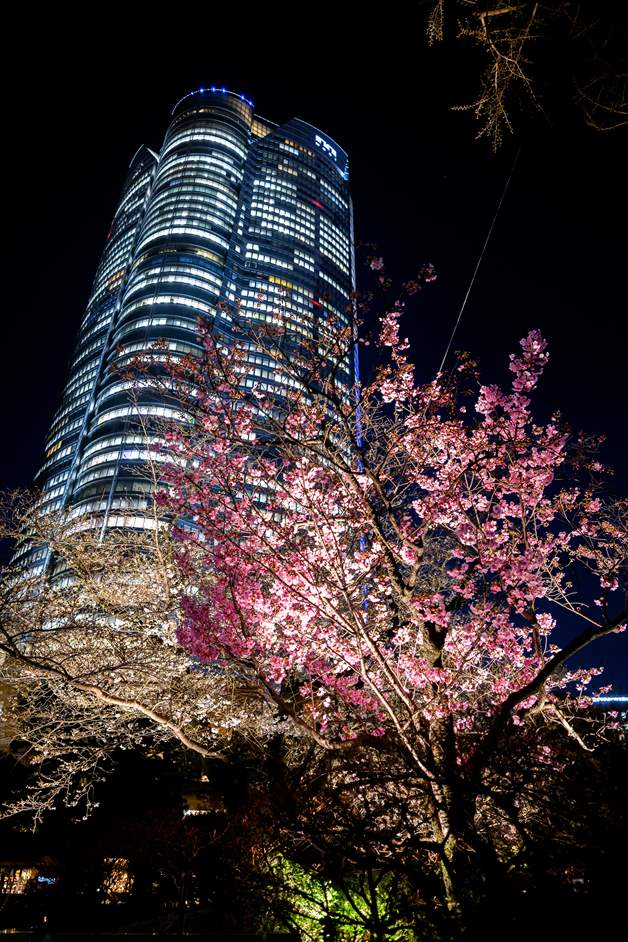 毛利庭園から撮影した六本木ヒルズ森タワーと夜桜