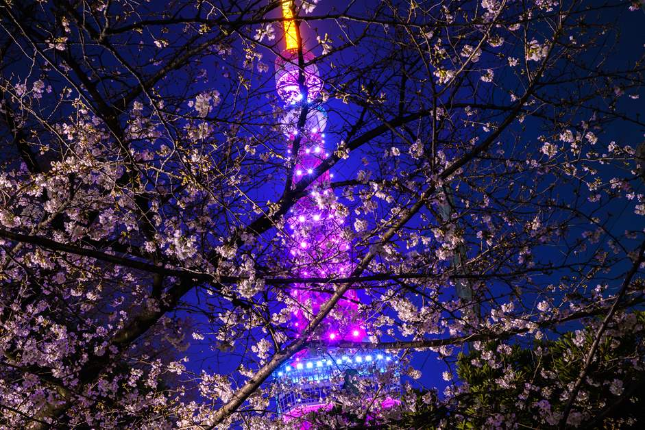 夜桜の奥にはライトアップされた東京タワー