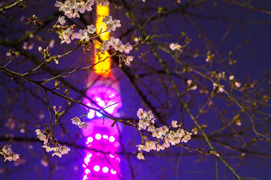 光に包まれた夜桜スポットへ！港区のナイトお花見ガイド2026 | 港区